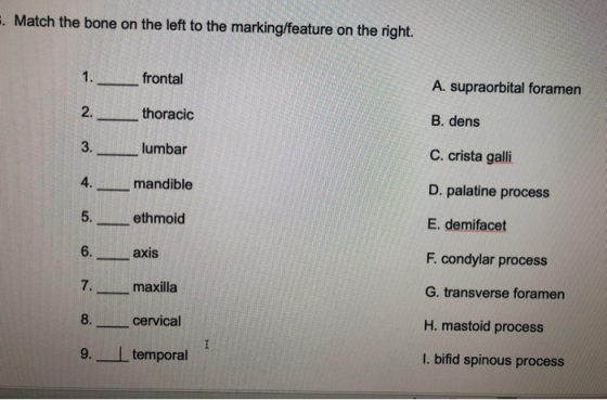 . Match the bone on the left to the marking/feature on the right. 1. ____ frontal A. supraorbital foramen 2. thoracic B. dens