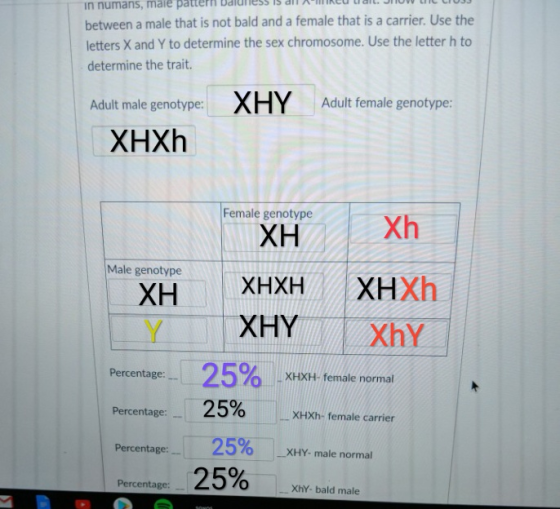 in numans, male pattern baldness s an mke between a male that is not bald and a female that is a carrier. Use the letters X and Y to determine the sex chromosome. Use the letter h to determine the trait Adult male genotype: Adult female genotype: XHXh Female genotype Male genotype XH XHXH XHXh Percentage -25%. Percentage: 25% -XHXh-female carrier Percentage:-25% -XHY, male normal Percentage 25% -xm. bald male XHXH- female normal TL
