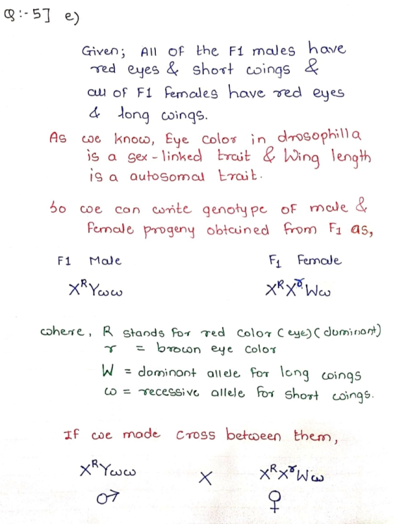 Q :-5] e) Given; All of the F1 males have red eyes & short wings & all of F1 females have red eyes & tong wings. As we know,