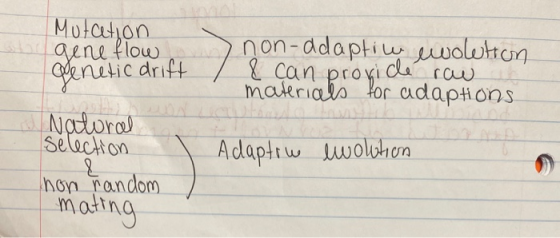 I Mutation gene flow denetic drift non-adaptiw ewolution / 8 can provide row materials for adaptions Natural selection hom ra