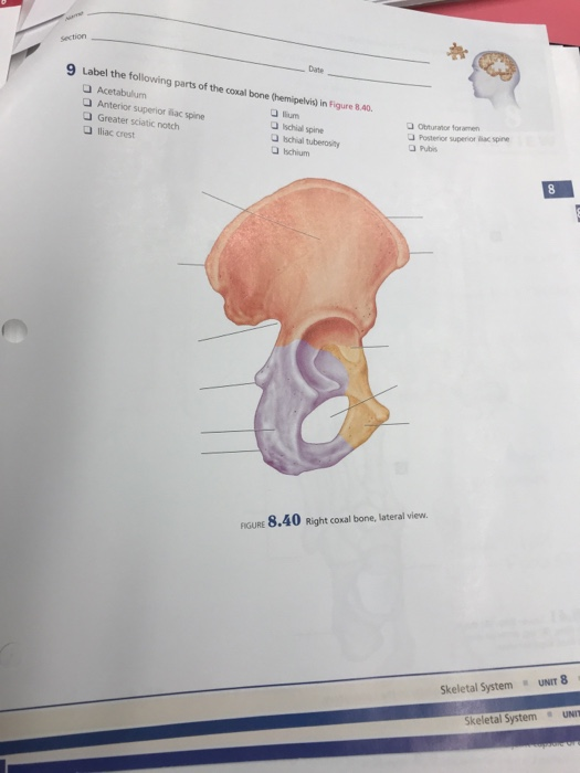 Section Date 9 Label the following parts of the coxal bone (hemipelvis) in Figure 8 Acetabulum Anterior superior lãac spine G