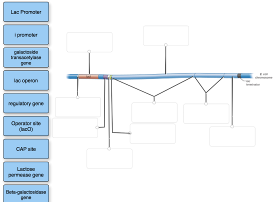 Lac Promoter i promoter galactoside transacetylase gene E coll chromosome lac operon loc terminator regulatory gene Operator