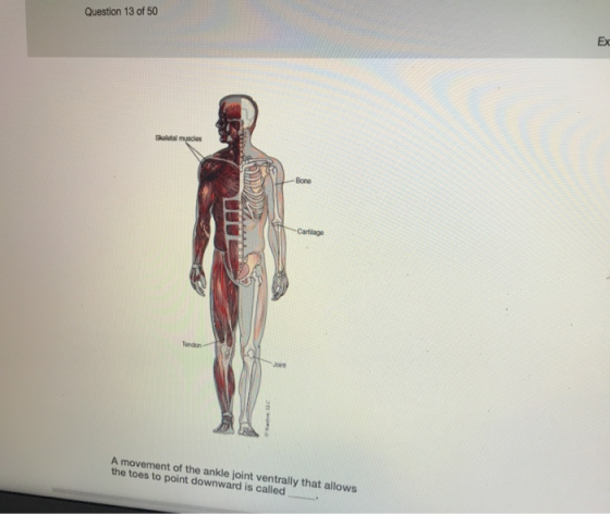 Question 13 of 50 EX Skoletal muscos A movement of the ankle joint ventrally that allows the toes to point downward is called