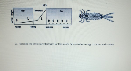 floodplain larval length eee winter spring summer outumn A Describe the life history strategies for this mayfly (above) where