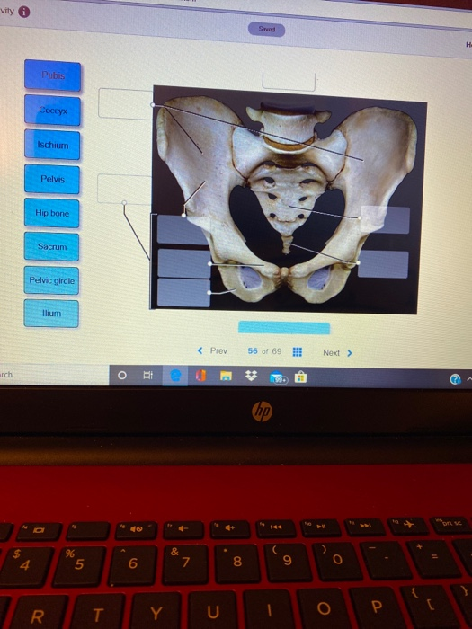 vity 6 Pubis Coccyx Ischium Pelvis Hip bone Sacrum Pelvic girdile Ilium < Prev 56 of 69 H Next >