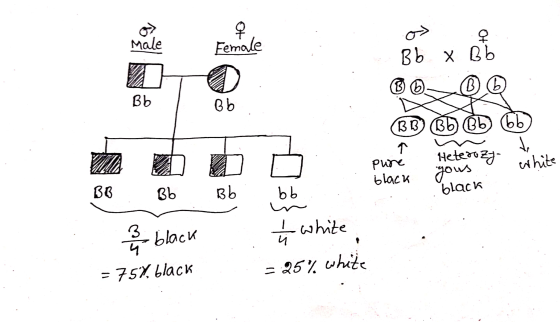 Male Въх съ Bь Твь во ©ь Фь сь) Hetea yous white pure black ПО вы А Be Bь 3 black black ьь + white = 7s7 black - 25% white