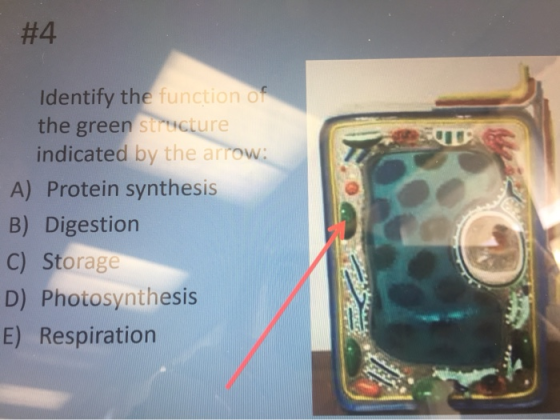 #4 11 Identify the function of the green structure indicated by the arrow: A) Protein synthesis B) Digestion C) Storage D) Ph