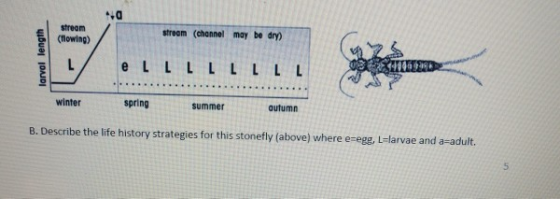 Streen (flowing) stream (channel may be dry) larval length 011111111 e LLLLLLL winter spring summer B. Describe the life hist