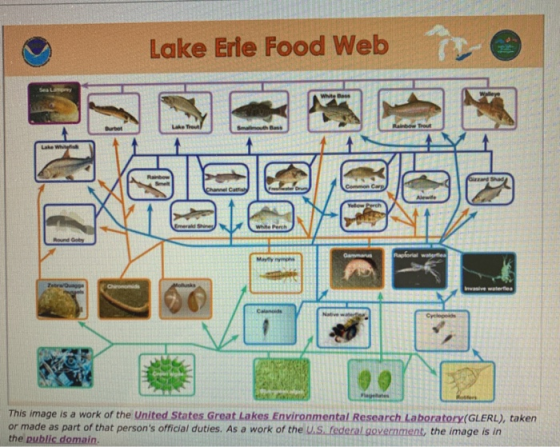9 Lake Erie Food Web RETUR IEL AN RENTAL TUNA N 116 This image is a work of the United States Great Lakes Environmental Resea
