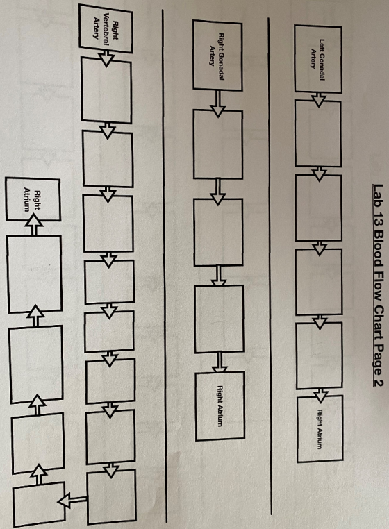 Lab 13 Blood Flow Chart Page 2 Left Gonadal Artery > Right Atrium Right Gonadal Artery Right Atrium Right Vertebral Artery Ri