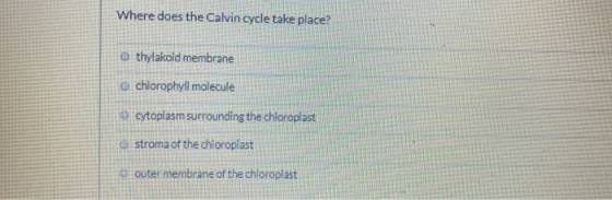 Where does the Calvin cycle take place? thylakoid membrane @chlorophyll molecule cytoplasm surrounding the chloroplast stroma
