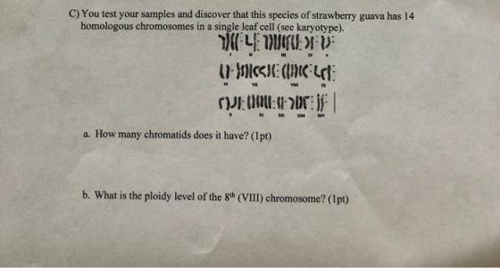 C) You test your samples and discover that this species of strawberry guava has 14 homologous chromosomes in a single leaf ce