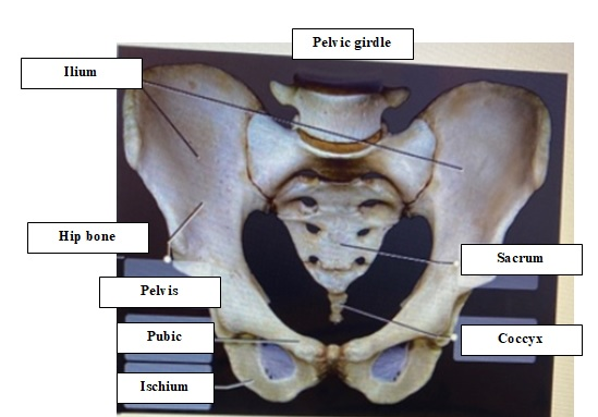 Pelvic girdle Ilium Hip bone Sacrum Pelvis Pubic Coccyx Ischium