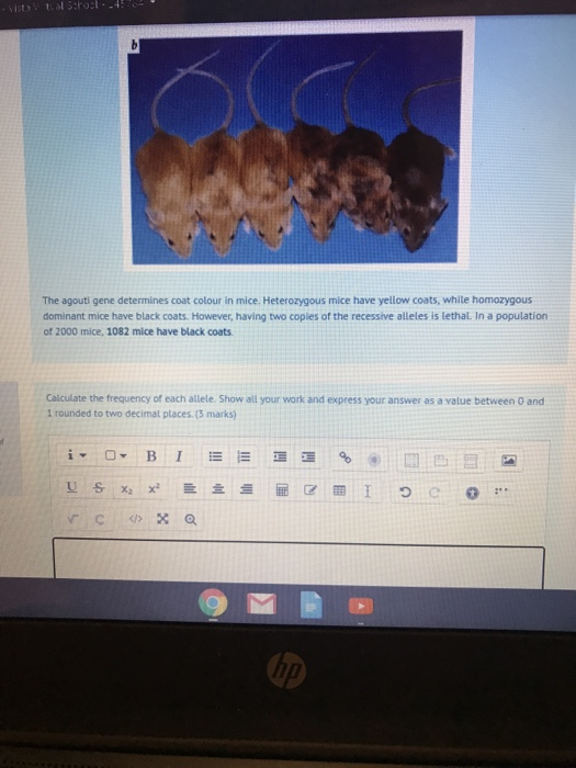 - Vi tal:ros. b The agouti gene determines coat colour in mice. Heterozygous mice have yellow coats, while homozygous dominan