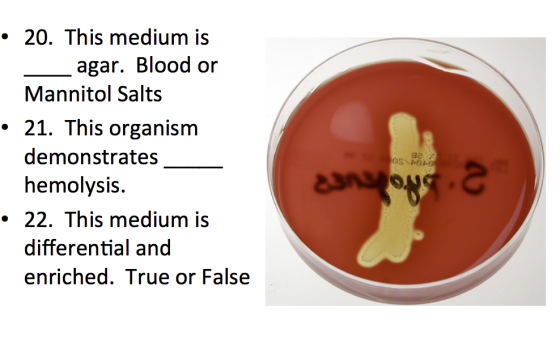 • 20. This medium is agar. Blood or Mannitol Salts • 21. This organism demonstrates hemolysis. • 22. This medium is different