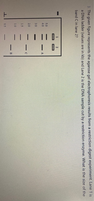 3. The given figure represents the agarose gel electrophoresis results from a restriction digest experiment. Lane 1 is a DNA