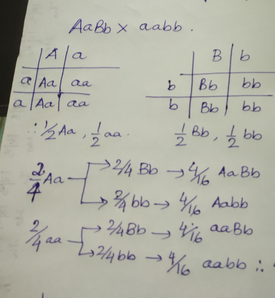 | Aa aa Аавь x aabь. А а вь aa ь | Bь | bb а Іла сар Aa, Isaa. 1 Bb, I bb 2. Р44 Bb - Aa. Bь 4 Labb- 46 Aabb 4bb > 416 aaBb 2