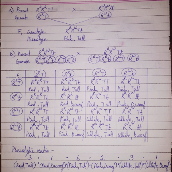 RWR W tt a) Parent Gamete RRRR TT RRD RWA F Genotype - Phenotype Pük, Tall F RT T Ret RW RWD RRRR TI I RRRR TE RR RW IT RRR