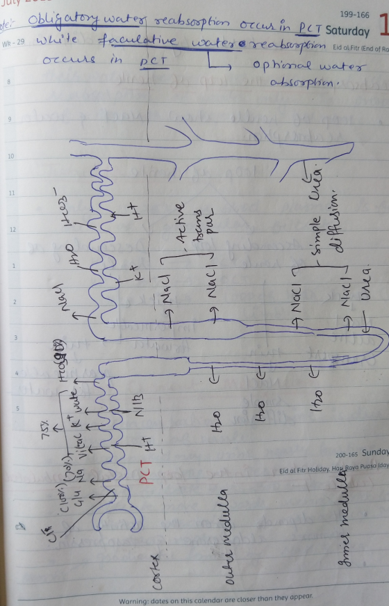 JULY 20 199-166 obligatory water reabsorption orcus in PCT Saturday a white faculative water reabsorption Eid al Fitr (End of