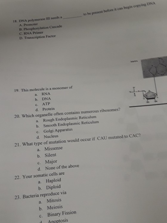 18. DNA polymerase III needs a to be present before it can begin copying DNA A. Promoter B. Phosphorylation Cascade C. RNA Primer D. Transcription Factor 19. This molecule is a monomer of a. RNA b. DNA c. ATP d. Protein 20. Which organelle often contains numerous ribosomes? a. Rough Endoplasmic Reticulum b. Smooth Endoplasmic Reticulum c. Golgi Apparatus d. Nucleus 21. What type of mutation would occur if CAU mutated to CAC? a. Missense b. Silent c. Major d. None of the above 22. Your somatic cells are a. Haploid b. Diploid 23. Bacteria reproduce via a. Mitosis b. Meiosis c. Binary Fission d Anoptosis