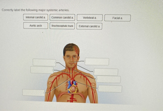 Correctly label the following major systemic arteries Internal carotid a Common carotid a Vertebral a Facial a Aortic arch Br