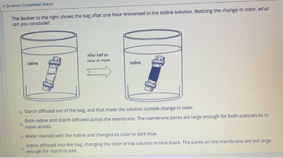 Question Completion Status: The beaker to the right shows the bag after one hour immersed in the iodine solution. Noticing th