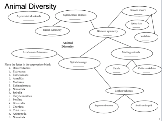 Animal Diversity Second mouth Asymmetrical animals Symmetrical animals Spiny skin Radial symmetry Bilateral symmetry Vertebra
