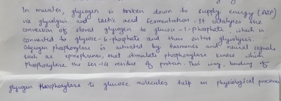 In muscles, glycogen is broken down to supply energy (ATP) via glycolysis and lactic and fermentation, it catalyses the conve