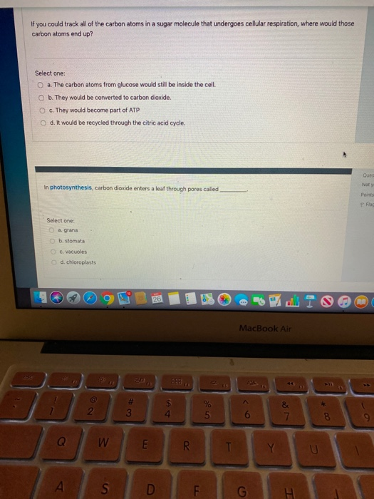If you could track all of the carbon atoms in a sugar molecule that undergoes cellular respiration, where would those carbon