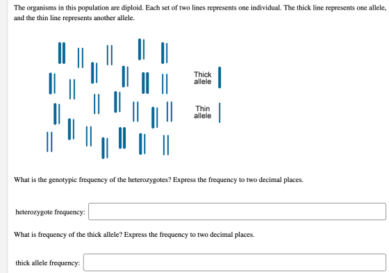 The organisms in this population are diploid. Each set of two lines represents one individual. The thick line represents one