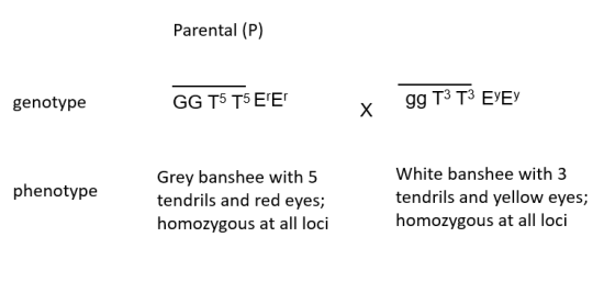 Parental (P) genotype GG T5 T5 EE gg T3 T3 EYEY Х phenotype Grey banshee with 5 tendrils and red eyes; homozygous at all loc