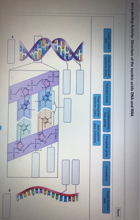 Art-Labeling Activity: Structure of the nucleic acids DNA and RNA Reset Double-helical DNA Sugar-phosphate backbone (RNA) Hyd