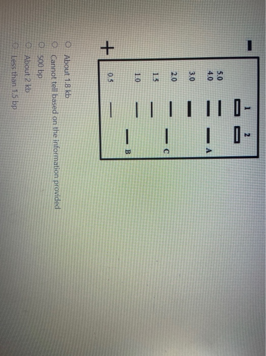 About 1.8 kb Cannot tell based on the information provided 500 bp About 2 kb © Less than 1.5 bp -