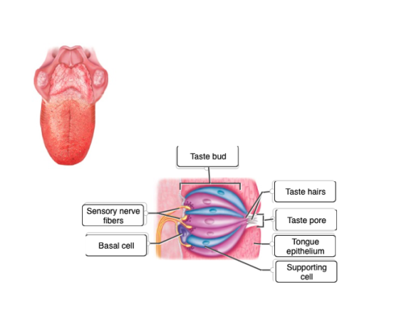 Taste bud Taste hairs Sensory nerve fibers Taste pore Basal c Tongue epithelium Supporting cell