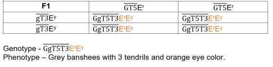 F1 gТЗЕУ gТЗЕУ GT5Er GgT5ТЗЕГЕУ GgT5ТЗЕГЕУ GT5Er GgT5ТЗЕГЕУ GgT5ТЗЕГЕУ Genotype - GgT5ТЗЕГЕУ Phenotype - Grey banshees with 3