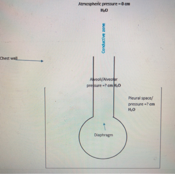 Atmospheric pressure = 0 ㎝ H20 Chest wall. → A veoli/Alveolar pressure-? cm H20 Pleural space/ pressure =? cm H2O Diaphragm