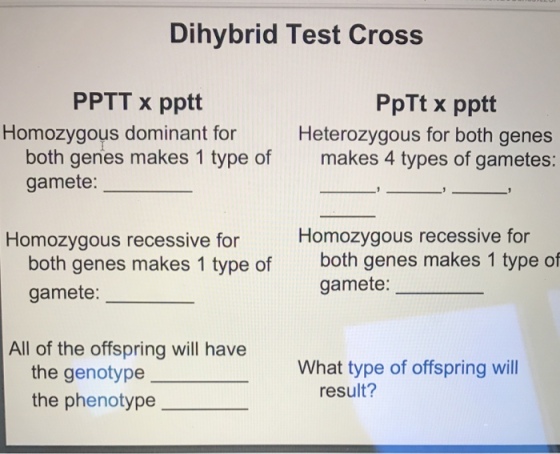 Dihybrid Test Cross PpTt x pptt Heterozygous for both genes makes 4 types of gametes: PPTT x pptt Homozygous dominant for both genes makes 1 type of gamete: Homozygous recessive for Homozygous recessive for both genes makes 1 type of gamete: both genes makes 1 type of gamete: All of the offspring will have What type of offspring will the genotype the phenotype result?