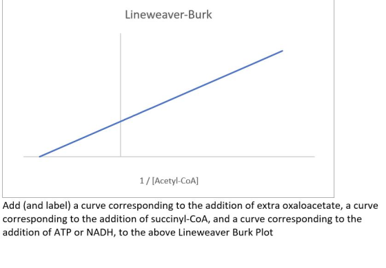 Lineweaver-Burk 1/[Acetyl-CoA] Add (and label) a curve corresponding to the addition of extra oxaloacetate, a curve correspon