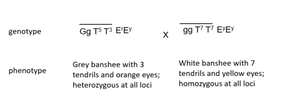 genotype Gg T5 T3 EEY gg T T EYEY X phenotype Grey banshee with 3 tendrils and orange eyes; heterozygous at all loci White b