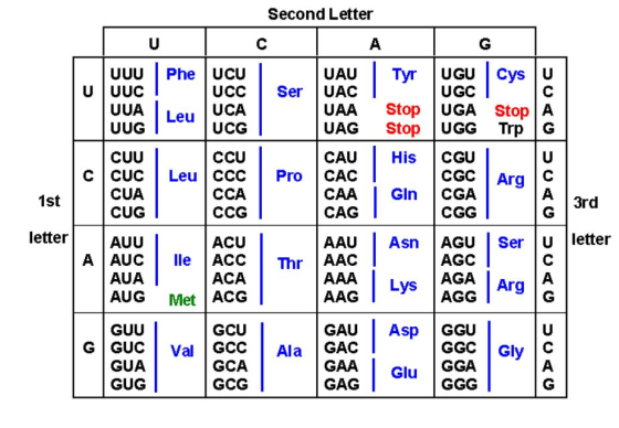 Second Letter Phe Tyr UGU Ser UUU UUC UUA UUG UCU UCC UCA UCG UAU UAC UAA UAG Leu Stop Stop UGC UGA UGG His CUU CUC CUA CUG C