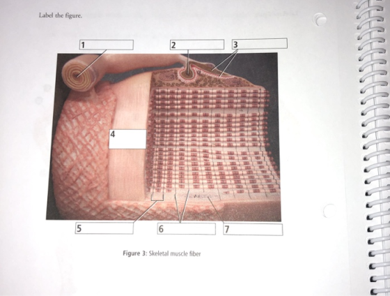 Label the figure. UUUUUU HAFEN HHHHH HHHHHHEESE HHHHHHЕRЕ НЕ HHHHHHHHHH 5 6 Figure 3: Skeletal muscle fiber