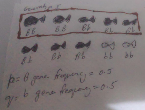 Generate ѕв вBE Bь в ьььь p= 6 gene frequency = 0.5 go 6 gene frequerg=0.5