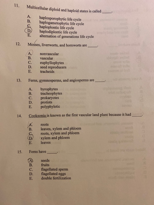 Multicellular diploid and haploid states is called A. haplosporophytic life cycle haplogametophytic life cycle haploplontic l
