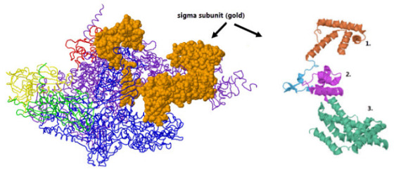 This image shows the RNA Polymerase holoenzyme spa