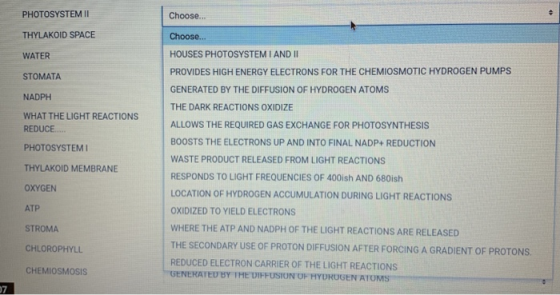 PHOTOSYSTEM II Choose... THYLAKOID SPACE WATER STOMATA NADPH WHAT THE LIGHT REACTIONS REDUCE PHOTOSYSTEMI THYLAKOID MEMBRANE