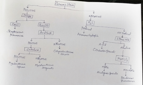 Aama Stain POSITIVE h, S 2- Cocc Litmus ck C+ JEuATIVE Alkaline Catalase Cormebacferiun Moti L Moile Nen-Mank