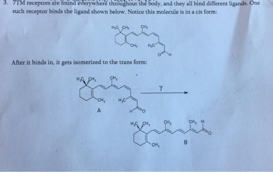 3. 7TM receptors are found everywhere throughout the body, and they all bind different ligands. One such receptor binds the ligand shown below. Notice this molecule is in a cis form: 9% After it binds in, it gets isomerized to the trans form: CH
