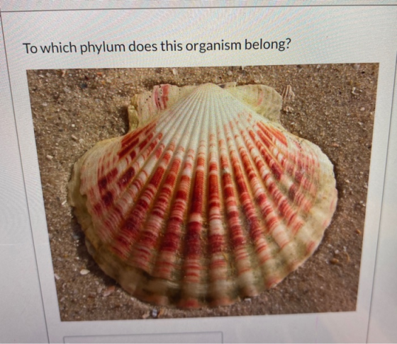 To which phylum does this organism belong?