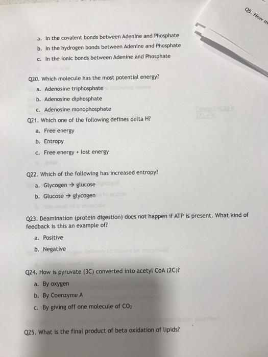 a. In the covalent bonds between Adenine and Phosphate b. In the hydrogen bonds between Adenine and Phosphate c. In the ionic bonds between Adenine and Phosphate Q20. Which molecule has the most potential energy? a. Adenosine triphosphate b. Adenosine diphosphate c. Adenosine monophosphate Q21. Which one of the following defines delta H? a. Free energy b. Entropy c. Free energy lost energy Q22. Which of the following has increased entropy? a. Glycogen glucose b. Glucose glycogen 023. Deamination (protein digestion) does not happen if ATP is present. What kind of feedback is this an example of? a. Positive b. Negative 024. How is pyruvate (3C) converted into acetyl CoA (20)? a. By oxygen b. By Coenzyme A c. By giving off one molecule of CO 025. What is the final product of beta oxidation of lipids?