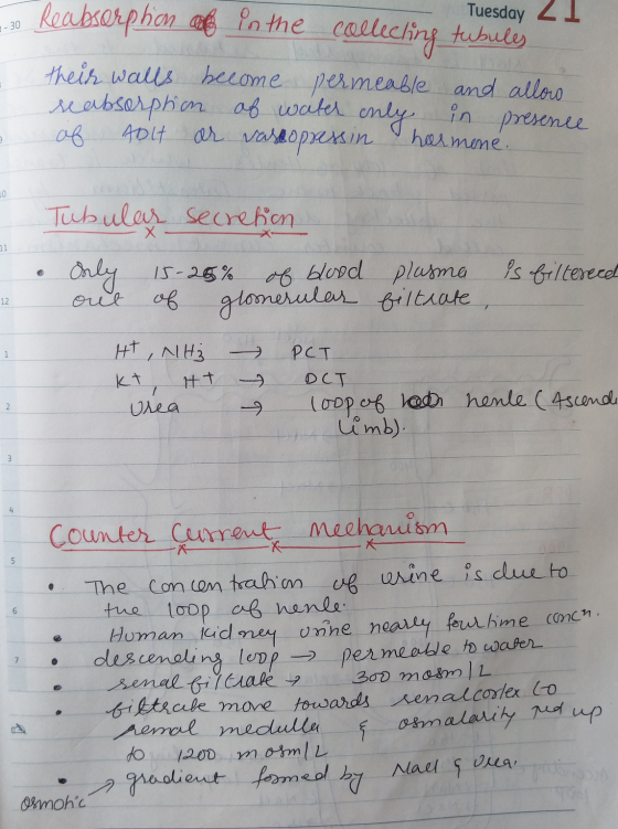 2-30 Tuesday 21 Reabsorption al in the collecting tubules their walls become permeable and allow reabsorption of water only i